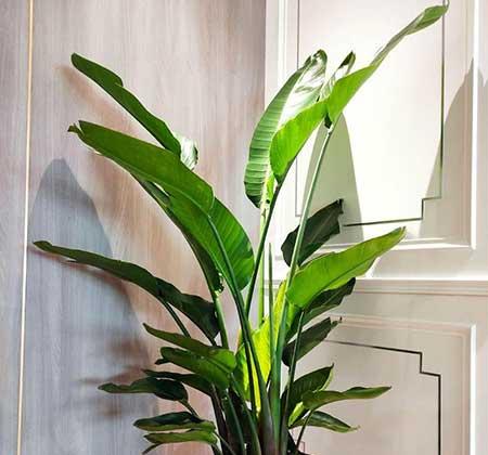 适合室内窗台养的花