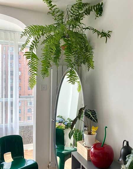 适合室内窗台养的花