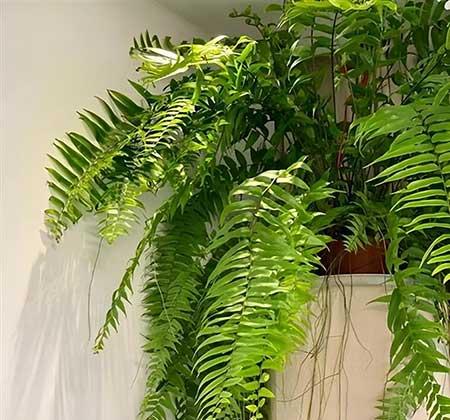 适合室内窗台养的花