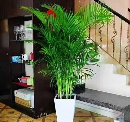 适合室内窗台养的花