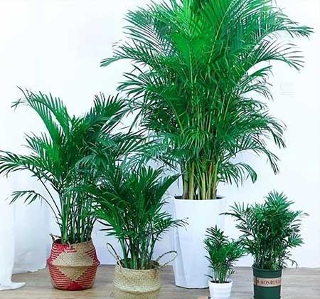 适合室内窗台养的花