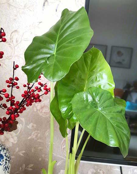 适合室内窗台养的花