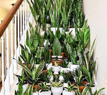 适合室内窗台养的花