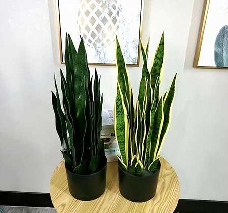 适合室内窗台养的花