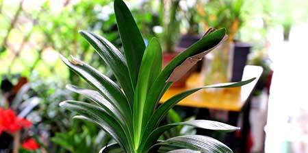 适合室内窗台养的花