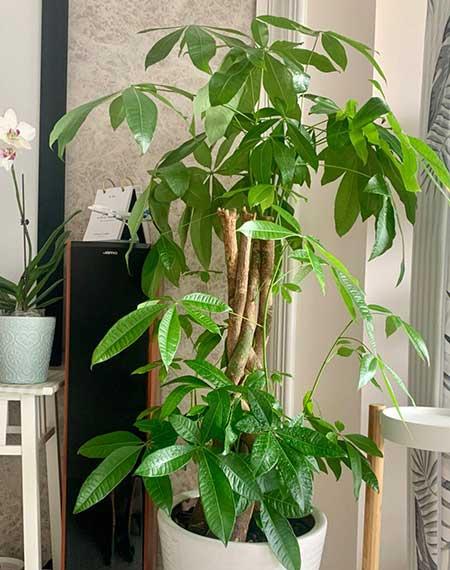 适合室内窗台养的花