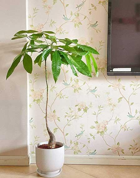 适合室内窗台养的花