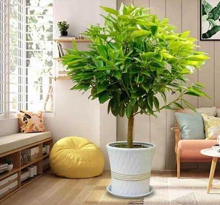 适合室内窗台养的花