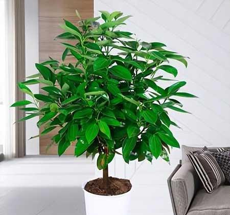 适合室内窗台养的花