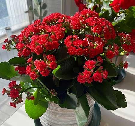 适合室内窗台养的花