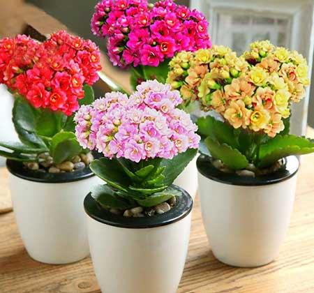 适合室内窗台养的花