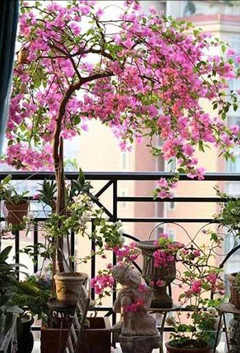 适合室内窗台养的花