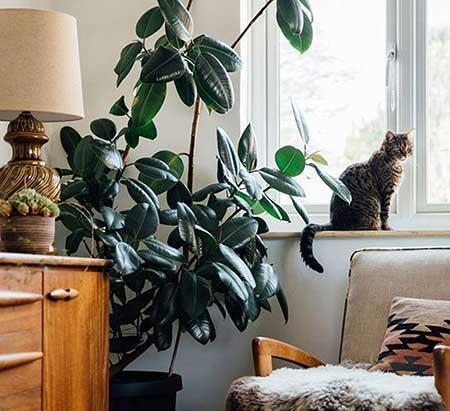 适合室内窗台养的花