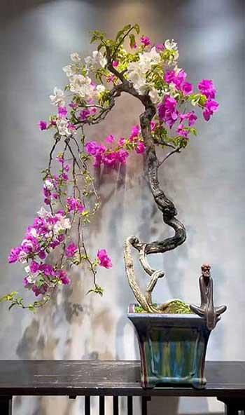 适合室内窗台养的花