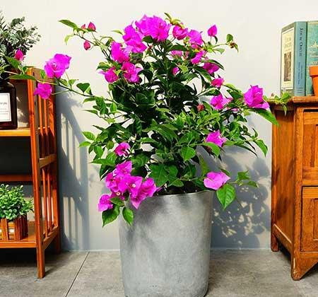 适合室内窗台养的花