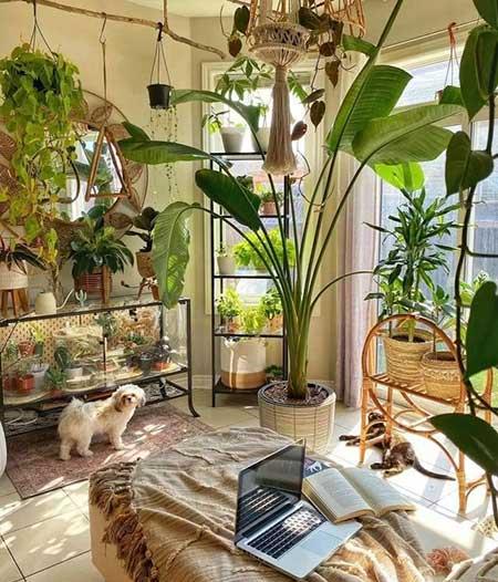 适合室内窗台养的花