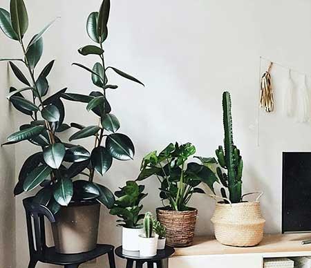 适合室内窗台养的花