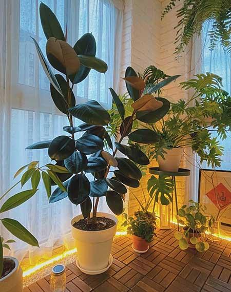 适合室内窗台养的花