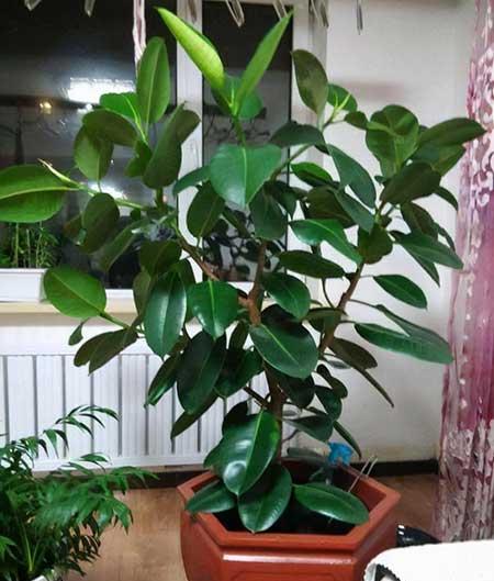 适合室内窗台养的花