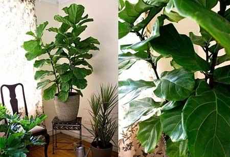 适合室内窗台养的花