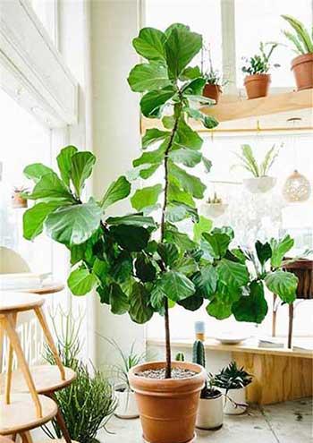 适合室内窗台养的花