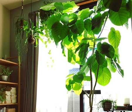 适合室内窗台养的花