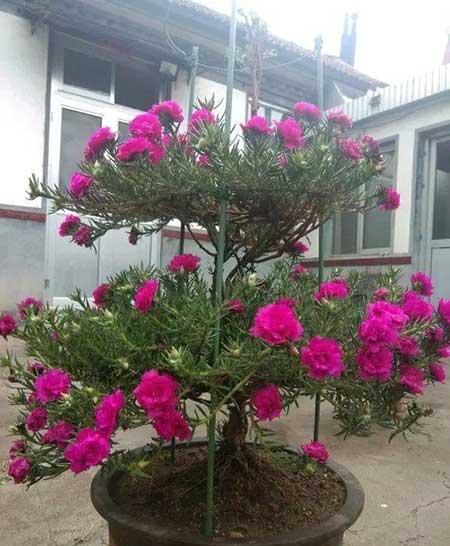 适合山东养的花