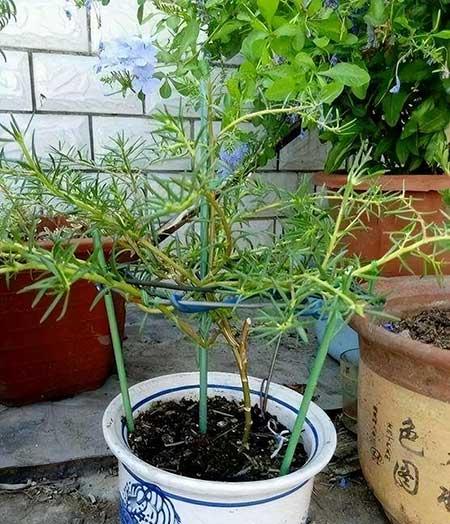 适合山东养的花