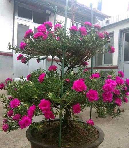 适合山东养的花