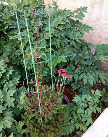 适合山东养的花