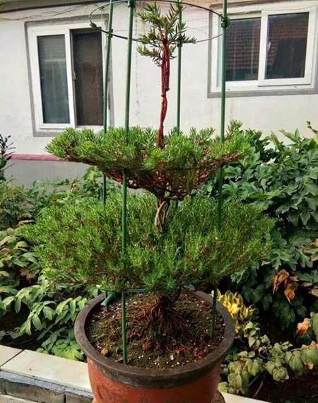 适合山东养的花