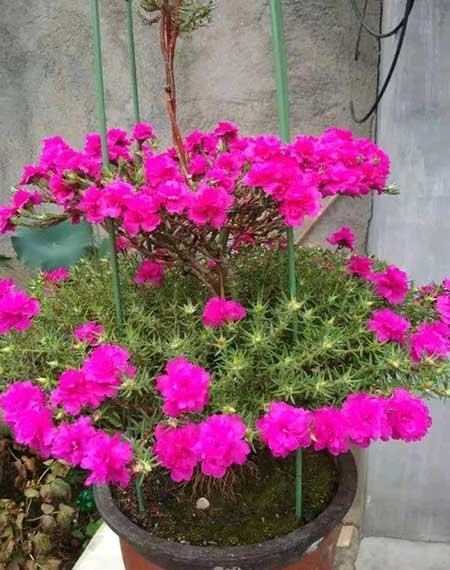 适合山东养的花