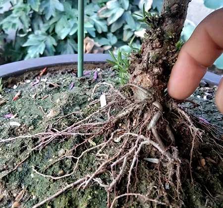 适合山东养的花