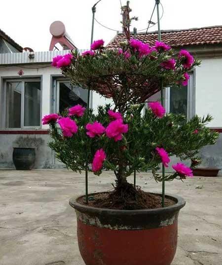 适合山东养的花