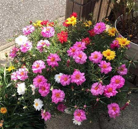 适合山东养的花