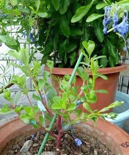 适合山东养的花