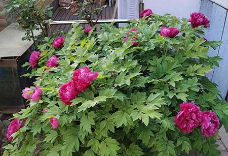 适合露养的绿植