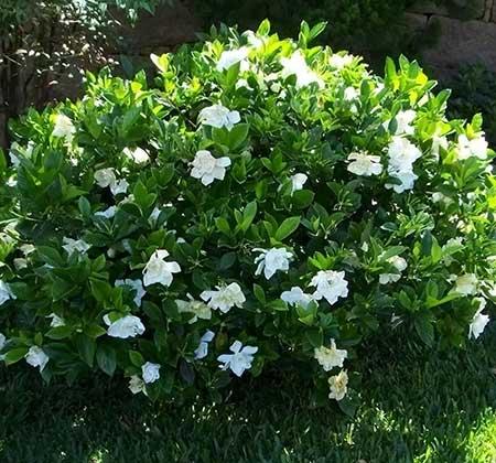 适合露养的绿植