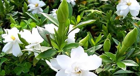 适合露养的绿植