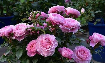 适合露养的绿植