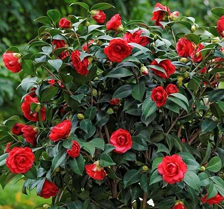 适合露养的绿植