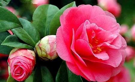 适合露养的绿植