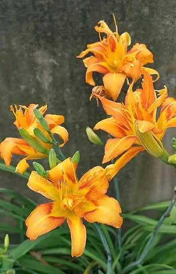 适合露养的绿植