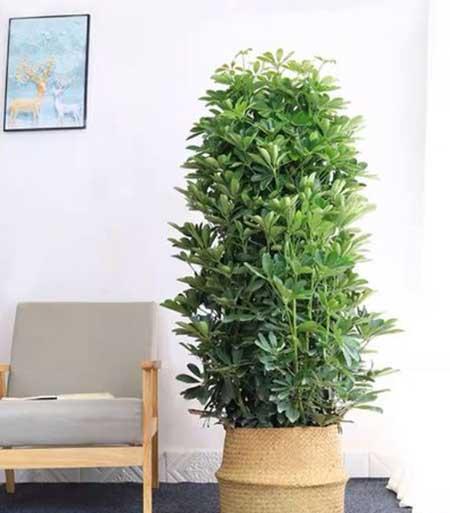 适合领导办公室养的花