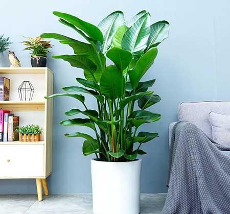 适合领导办公室养的花