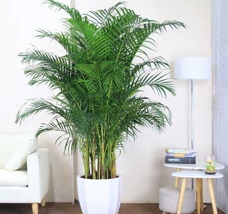 适合领导办公室养的花