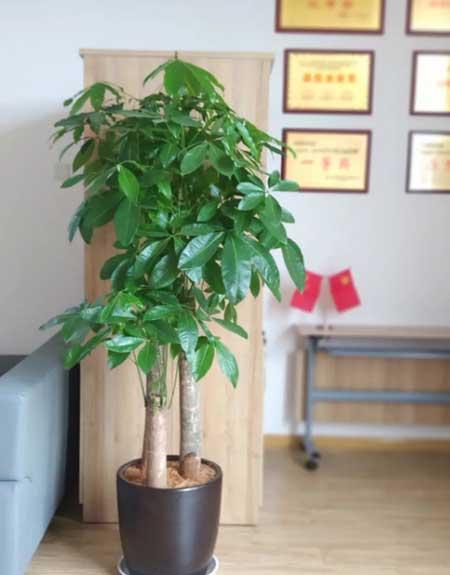 适合领导办公室养的花