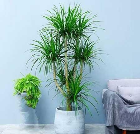 适合领导办公室养的花