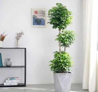 适合领导办公室养的花