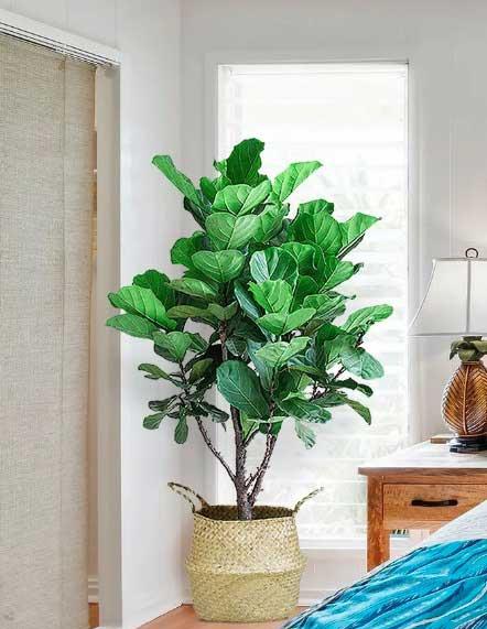 适合领导办公室养的花